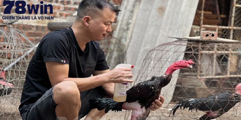 Kỹ thuật nuôi gà đá cựa từ cơ bản đến nâng cao